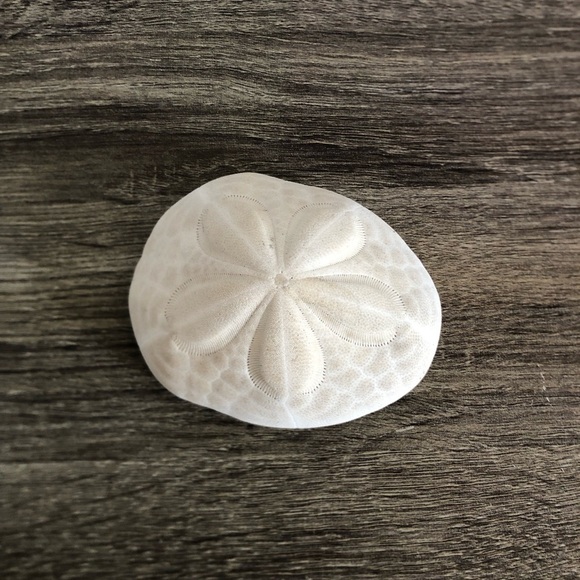 Large White Coastal Sand Dollar - Picture 3 of 9